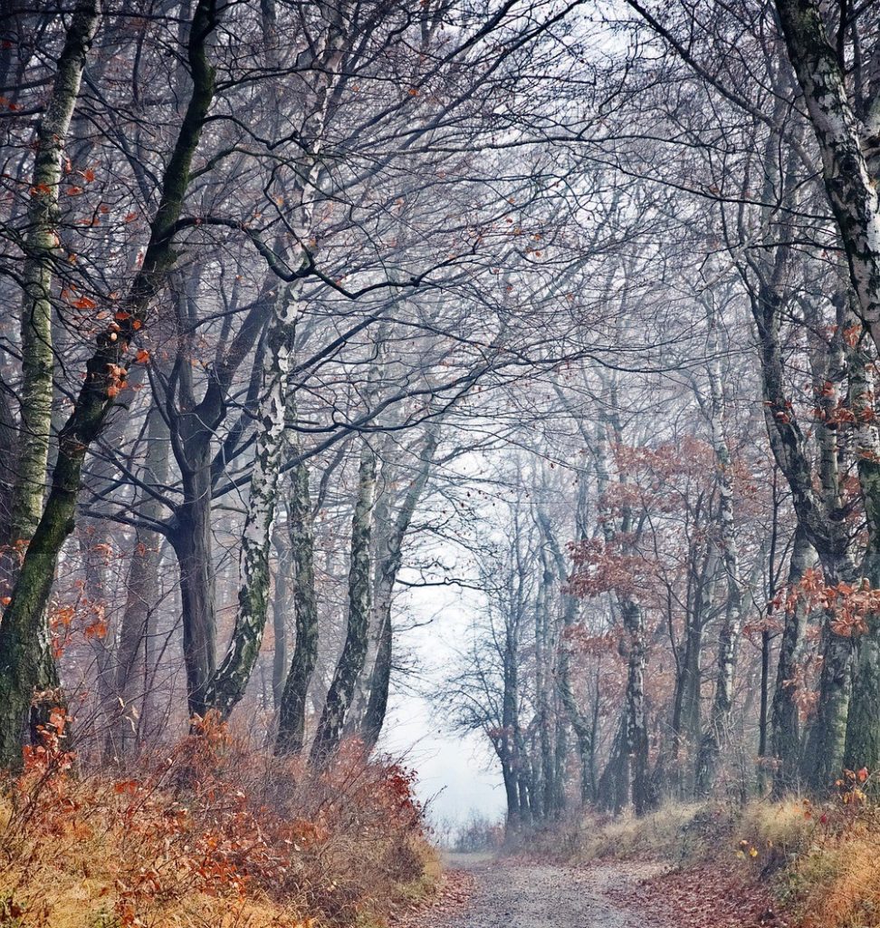 Honden Uitlaten In De Herfst Van Olympiastaete